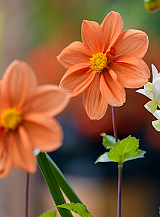 X 10 DAHLIA G.F. HEMERIK