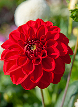 X 10 DAHLIA GALLERY SINGER