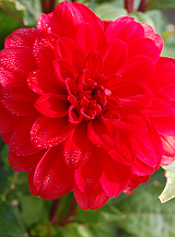 X 10 DAHLIA GALLERY SINGER
