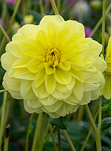 X 10 DAHLIA GLORY OF HEEMSTEDE