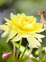 X 10 DAHLIA GLORY OF HEEMSTEDE