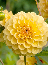 X 10 DAHLIA GOLDEN SCEPTER