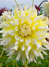 X 10 DAHLIA GRAND PRIX