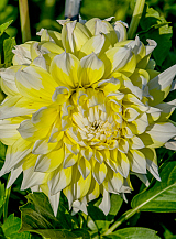 X 10 DAHLIA GRAND PRIX