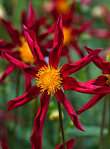 X 10 DAHLIA HONKA ROOD