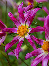 X 10 DAHLIA HONKA ROZE