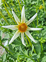 X 10 DAHLIA HONKA WIT