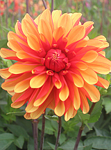X 10 DAHLIA JAPLOU