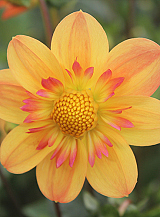 X 10 DAHLIA KELSEY ANNIE JOY