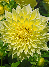 X 10 DAHLIA KELVIN FLOODLIGHT