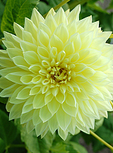 X 10 DAHLIA KELVIN FLOODLIGHT