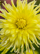 X 10 DAHLIA KENNEMERLAND