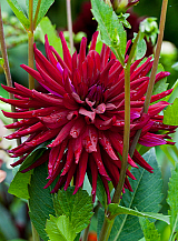 X 10 DAHLIA NUIT D'ETE