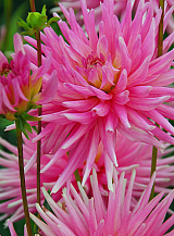 X 10 DAHLIA PARK PRINCESS