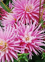 X 10 DAHLIA PARK PRINCESS
