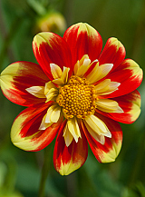 X 10 DAHLIA POOH