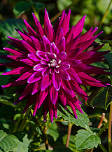 X 10 DAHLIA PURPLE GEM
