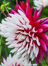 X 10 DAHLIA REBECCA'S WORLD