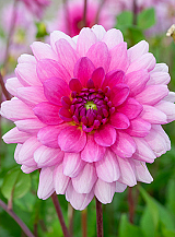 X 10 DAHLIA ROSELLA