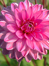 X 10 DAHLIA ROSELLA