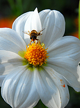 X 10 DAHLIA SNEEZY