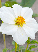 X 10 DAHLIA SNEEZY