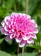 X 10 DAHLIA STOLZE VON BERLIN
