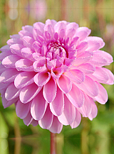 X 10 DAHLIA STOLZE VON BERLIN