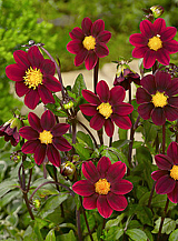 X 10 DAHLIA TOPMIX PURPLE