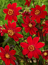 X 10 DAHLIA TOPMIX RED