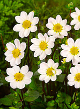 X 10 DAHLIA TOPMIX WHITE