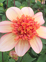 X 10 DAHLIA TOTALLY TANGERINE