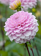 X 10 DAHLIA WIZARD OF OZ