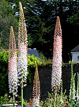 X   10 EREMURUS ROBUSTUS
