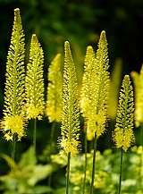 X   10 EREMURUS STENOPHYLLUS (BUNGEI)