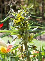 X   10 FRITILLARIA GREEN EYES