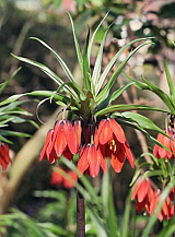 X   10 FRITILLARIA IMP. RED BEAUTY