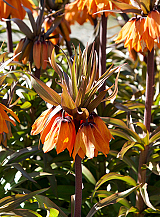 X 10 FRITILLARIA IMP. SUNSET