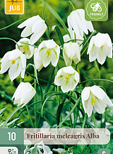X 10 FRITILLARIA MELEAGRIS ALBA