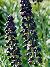 X   10 FRITILLARIA PERSICA