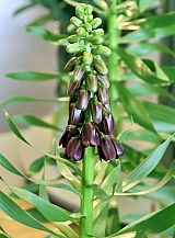 X 10 FRITILLARIA PERSICA PURPLE DYNAMITE