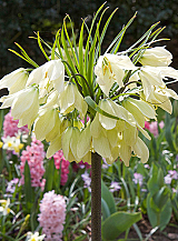 X   10 FRITILLARIA RADDEANA