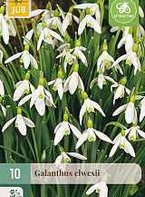 X 10 GALANTHUS ELWESII