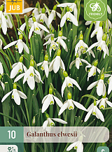 X 10 GALANTHUS ELWESII