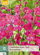 X 10 GLADIOLUS COM SSP. BYZANTINUS