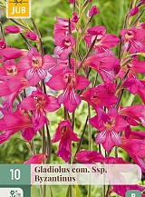 X 10 GLADIOLUS COM SSP. BYZANTINUS