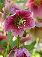 X 10 HELLEBORUS ORIENTALIS MONTSEGUR