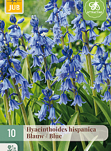 X 10 HYACINTHOIDES HISPANICA BLAUW