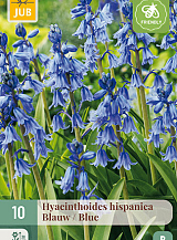 X 10 HYACINTHOIDES HISPANICA BLAUW