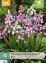 X 10 HYACINTHOIDES HISPANICA MIX